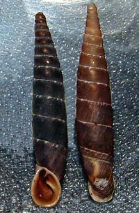 Tabella della Famiglia Clausilidae